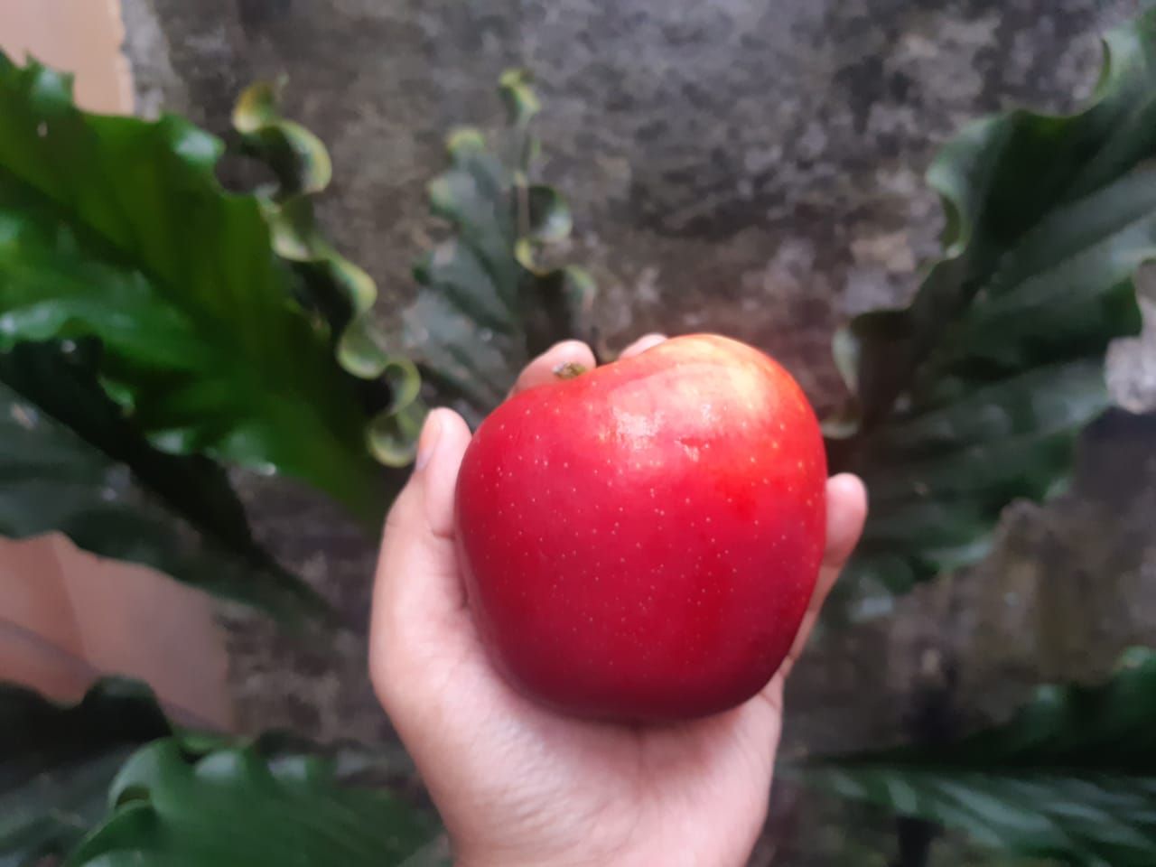 Konsumsi buah-buahan diketahui baik untuk kesehatan, termasuk konsumsi buah apel. Ini berbagai manfaatnya.