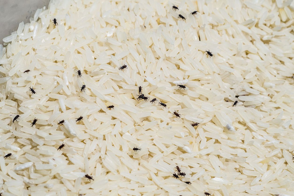 Kutu beras beserta telurnya dapat merusak tekstur beras dan memicu bau apak. Berikut cara mencegah kutu beras secara alami. Yuk, simak!