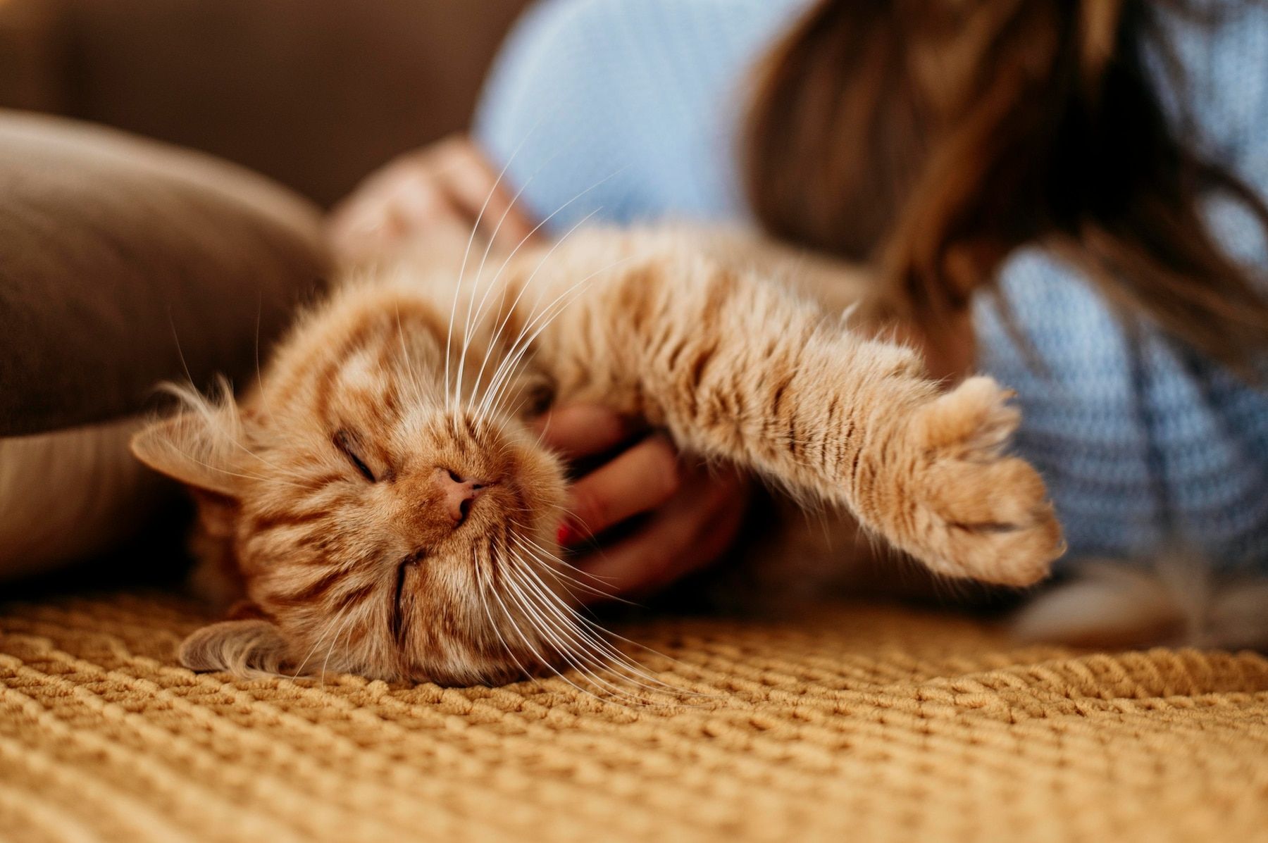 Peringati Hari Kucing Sedunia, waspadai berbagai penyakit yang sering dialami kucing peliharaan. Ini 6 di antaranya.