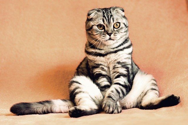 Hari Kucing Sedunia, jaga kesehatan kucing dengan berolahraga. Pakar hewan bagikan tips agar kucing aktif bergerak.