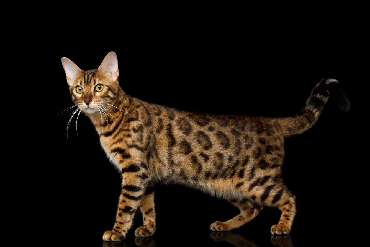 Memperingati Hari Kucing Sedunia 2022, ada fakta menarik tentang kucing bengal nih, Kawan Puan. Yuk, simak selengkapnya!