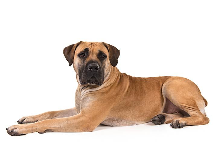 Sama-sama bertampang seram dan pemberani, inilah jenis-jenis anjing penjaga terbaik untuk melindungi rumah dan keluargamu!