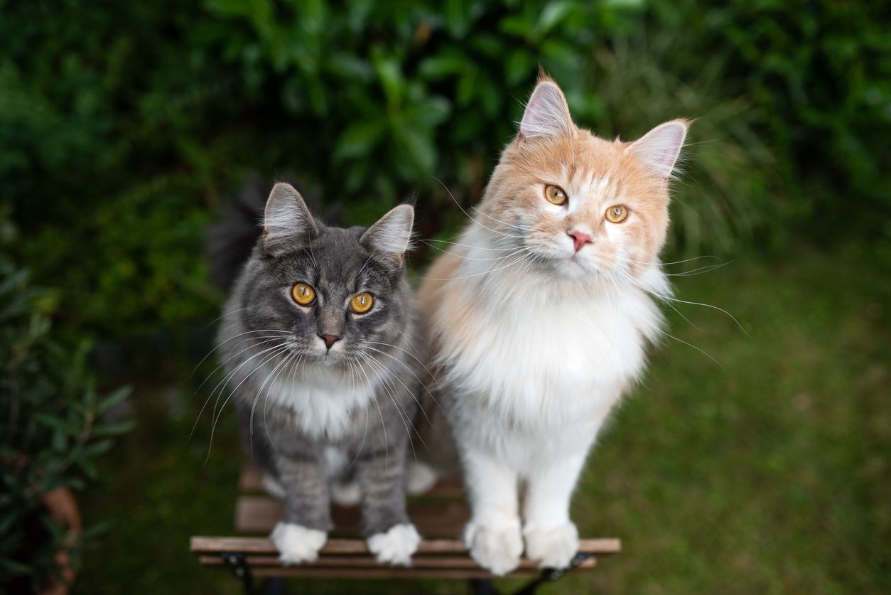 Membawa kucing baru ke rumah tentu menjadi sesuatu yang baru pula bagi kucing lamamu. Yuk, simak tips mengenalkannya!