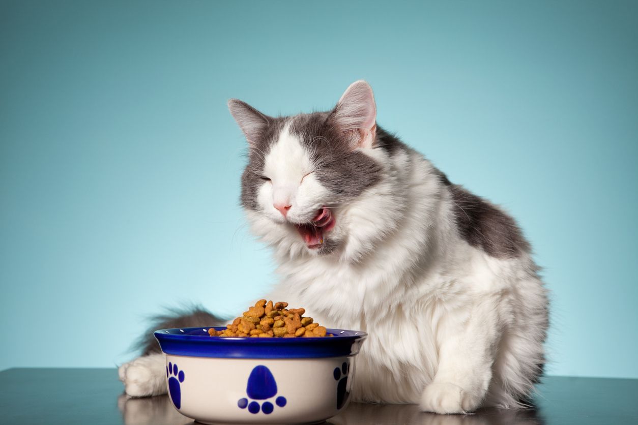 Peningkatan frekuensi makan pada kucing bisa jadi tanda adanya kondisi tertentu. Yuk, simak selengkapnya!