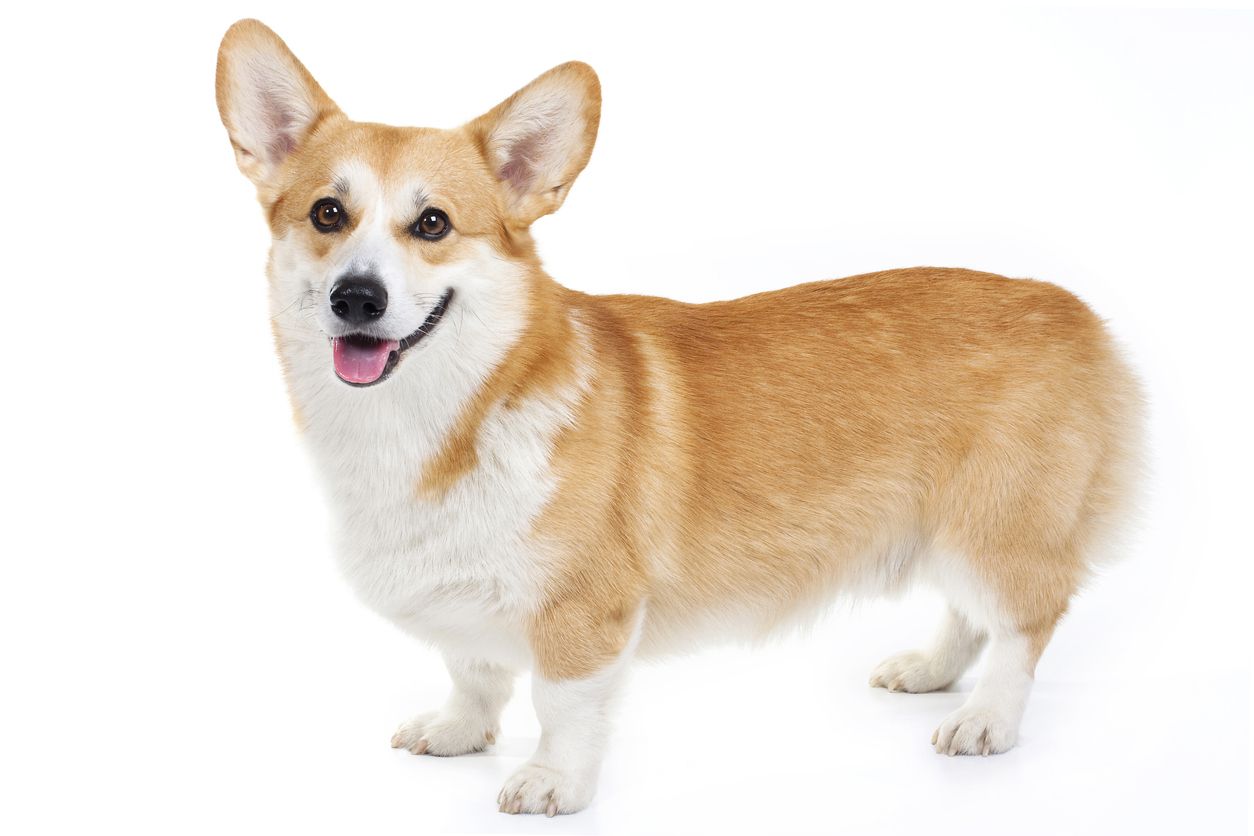 Welsh corgi cardigan hotsell fakta