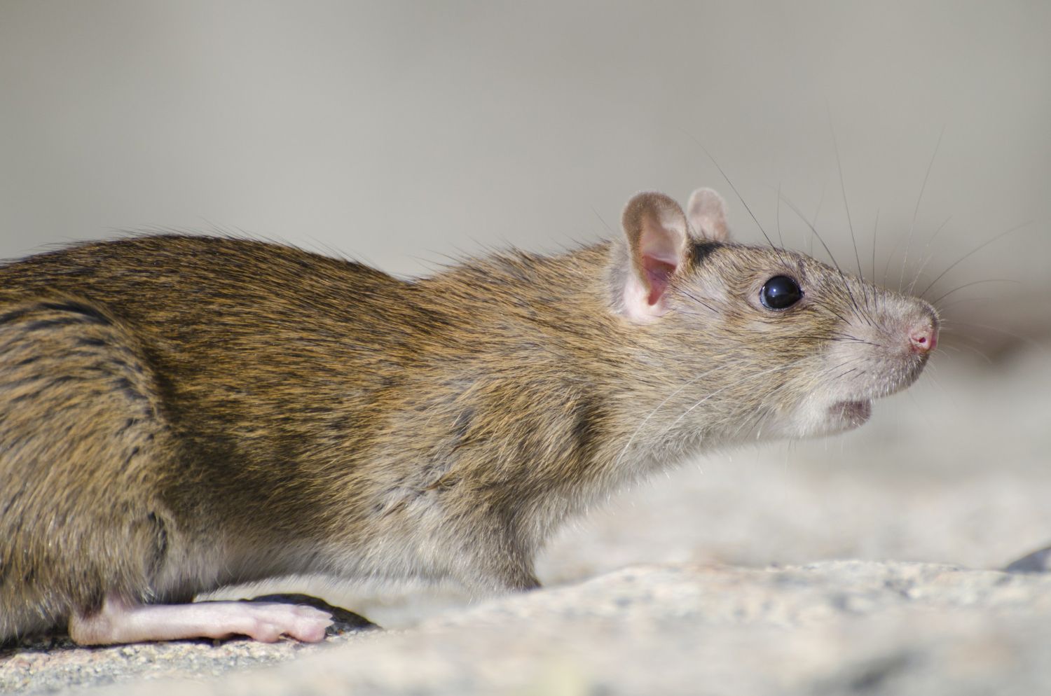 Kawan Puan perlu tahu, berikut ini bahaya yang ditimbulkan jika tikus bersarang di rumah.
Dapat menyebarkan penyakit.