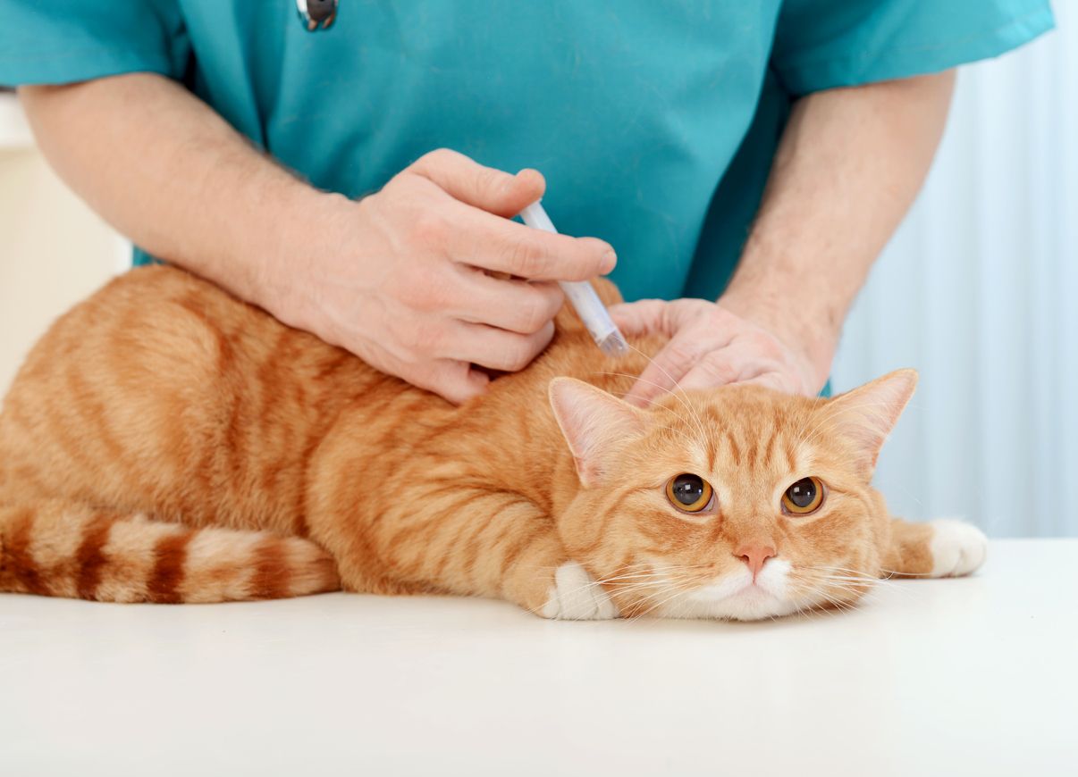 Memperingati Hari Hewan Sedunia, penting bagi pemilik kucing peliharaan untuk mengetahui tahapan vaksinasi agar kesehatannya terjaga. Yuk, simak!