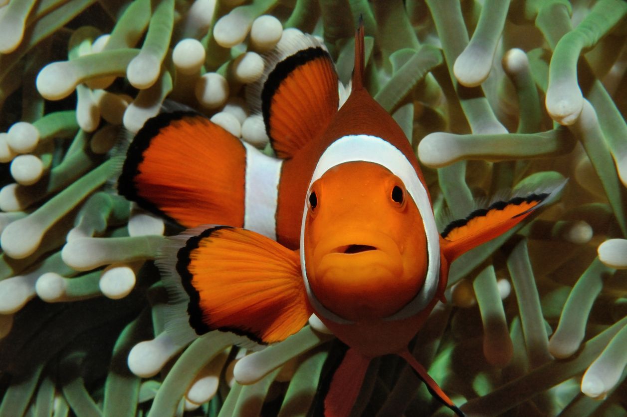 Berikut ini itinerary liburan sehari melihat pemandangan bawah laut di Karimunjawa, bisa lihat nemo alias ikan badut