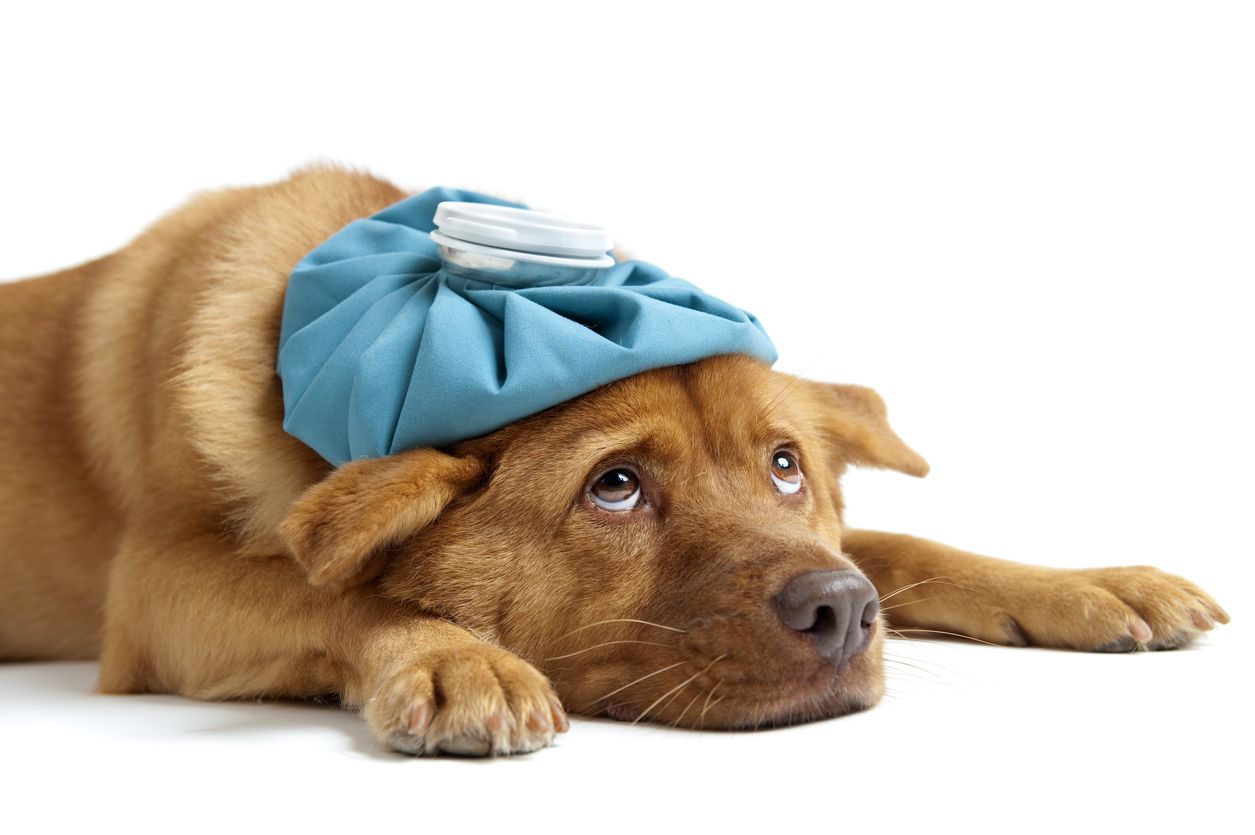 Bertepatan dengan Hari Hewan Sedunia, yuk cari tahu cara merawat anjing yang sedang mengalami diare 