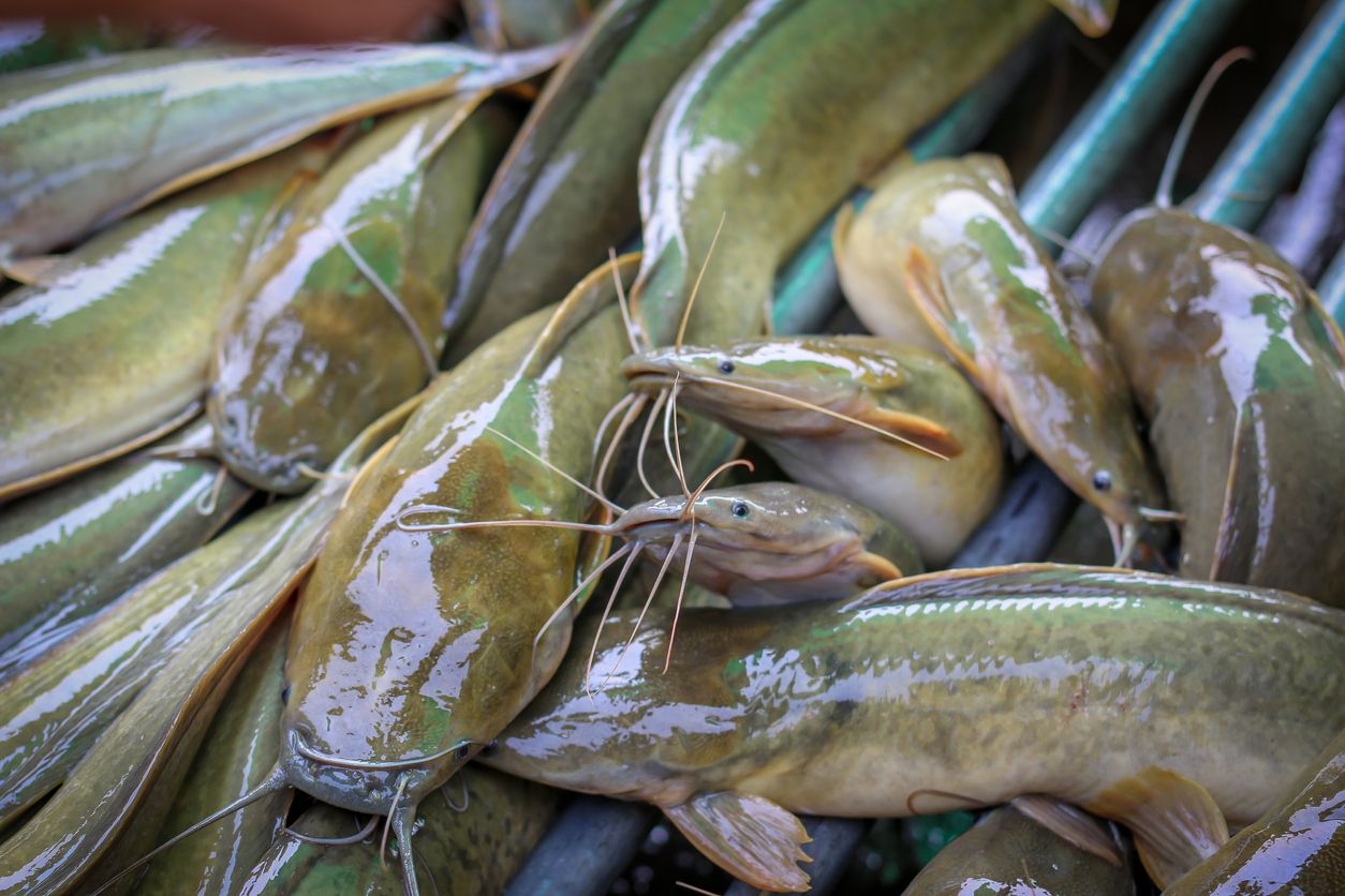 Gampang banget, berikut ini empat tips ampuh bersihkan lendir ikan lele, bisa dengan air hangat saja.