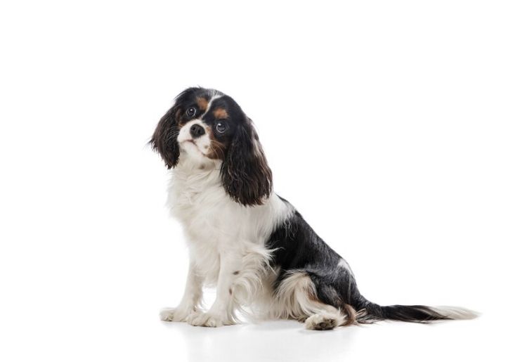 Mendapati anjing peliharaan sering menggonggong?
Ternyata tiga hal ini bisa jadi alasannya. Yuk simak.
