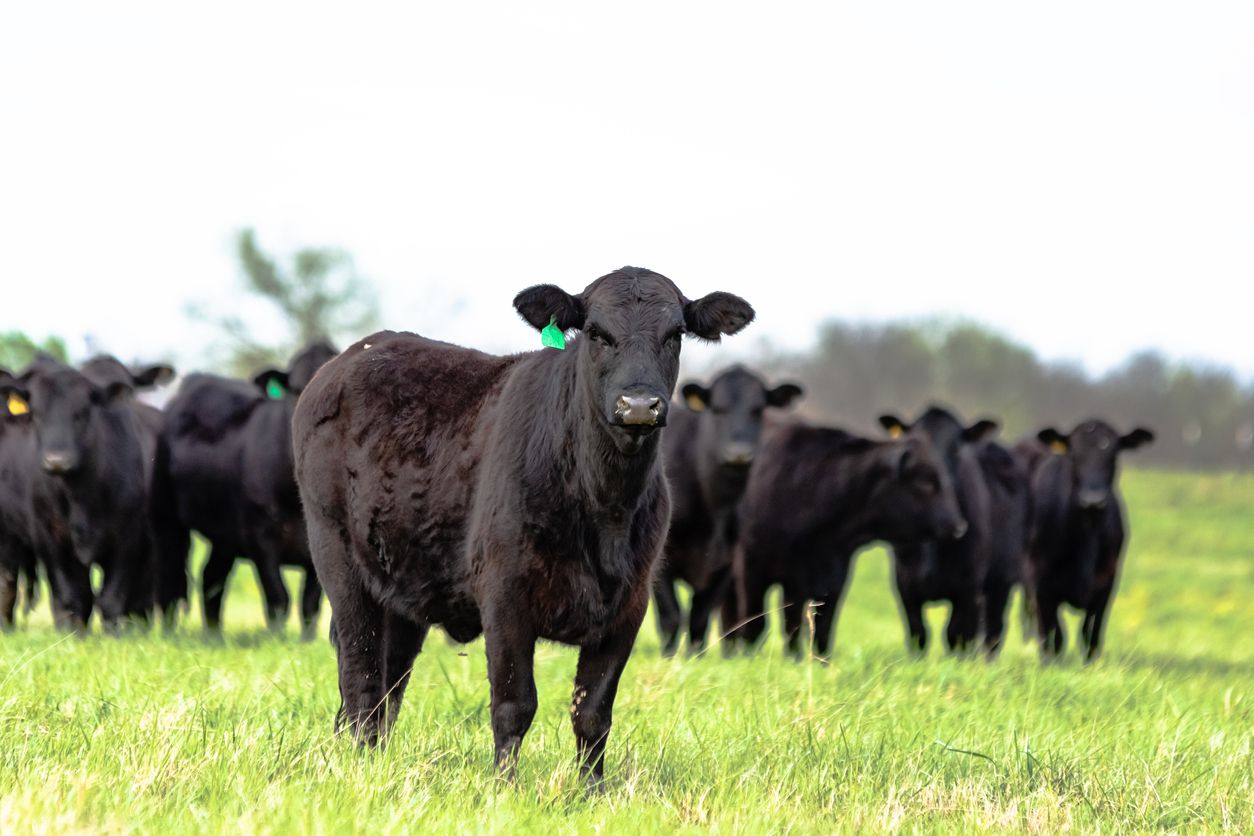 Berikut ini perbedaan daging sapi Australia dan Indonesia, bisa diketahui dari pakan hingga bobot sapi saat akan dipotong.