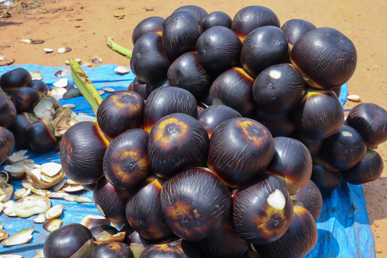 Berikut ini berbagai manfaat makan buah lontar yang sedang viral di TikTok, salah satunya mengatasi masalah kulit.