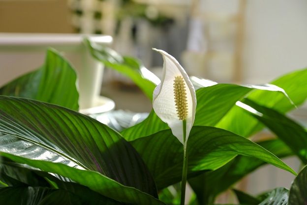 Jarang diketahui, ternyata ini manfaat meletakkan tanaman hias peace lily di dalam rumah. Apa saja keuntungannya?