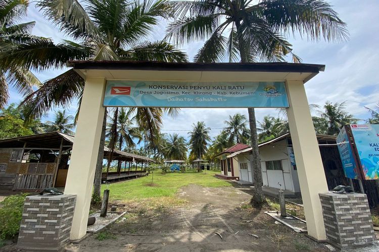 Berikut ini 4 aktivitas seru di hidden gem Konservasi Penyu Kali Ratu di Kabupaten Kebumen, bisa lepas tukik