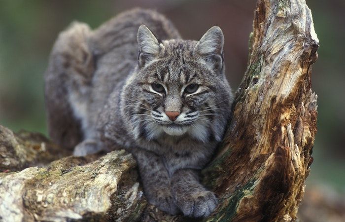 Memelihara kucing hutan sebagai hewan peliharaan diperbolehkan tidak ya? Simak informasi berikut ini dulu!