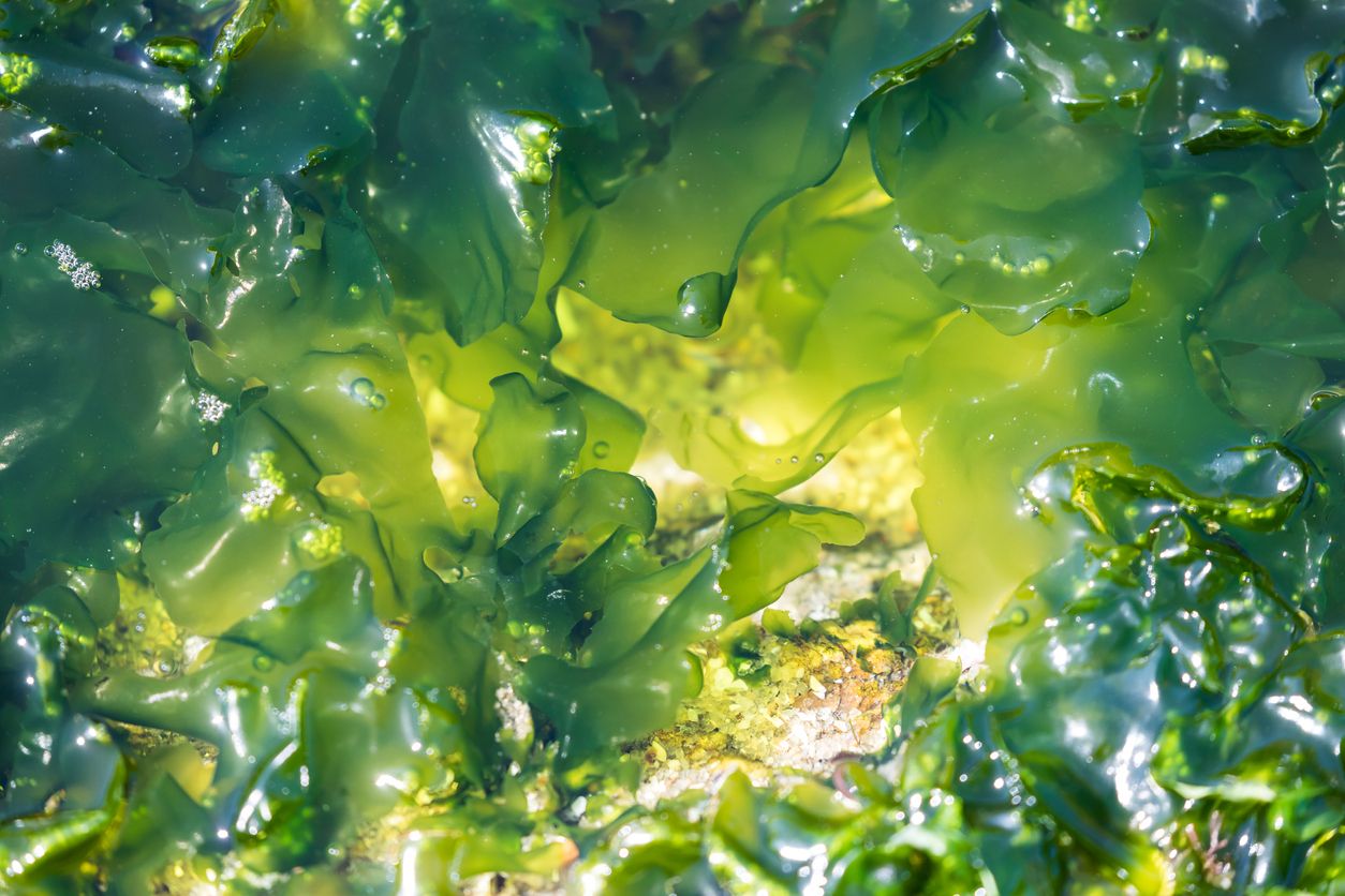 Ada rumput laut hingga tiram atau oyster, berikut bahan aktif dari laut yang bisa dijadikan skincare, ketahui juga beragam manfaatnya untuk kulit.