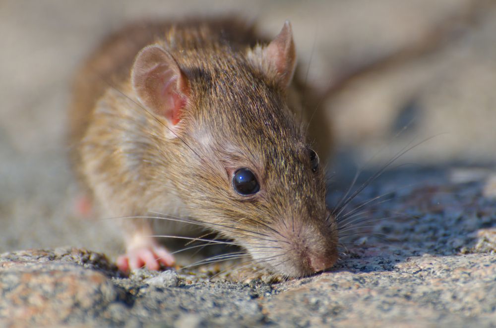 Tikus di loteng berisik dan gaduh? Lakukan empat cara ini untuk mengusir tikus dari loteng rumah. Apa saja?