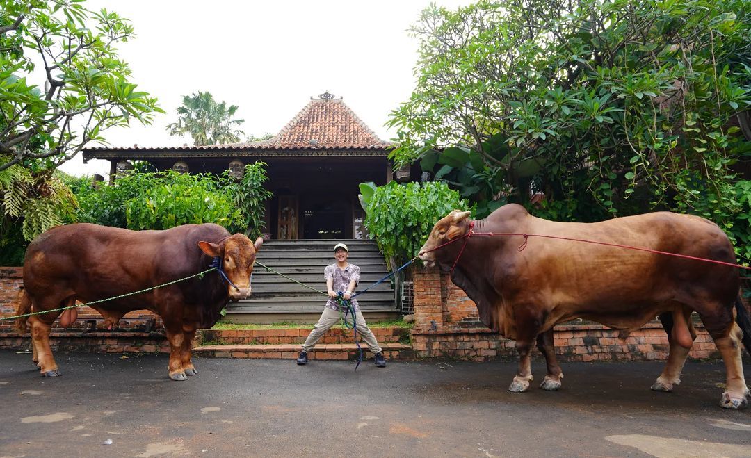 Iduladha 2023, Irfan Hakim siapkan dua sapi ukuran jumbo bernama Golden dan Wariso yang akan dikurbankan untuk dirinya dan keluarga serta untuk mama.