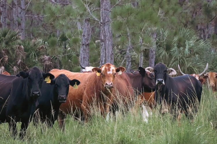 Berikut ini kronologi warga Gunungkidul makan daging sapi yang ternyata terkena antraks. Yuk simak selengkapnya