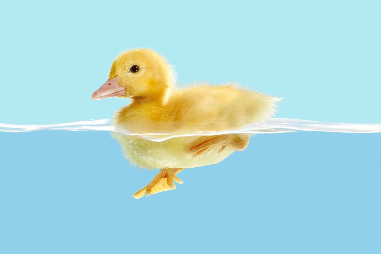 Berikut ini penjelasan mengenai apa itu duck syndrome yang tengah jadi istilah kesehatan mental viral di TikTok