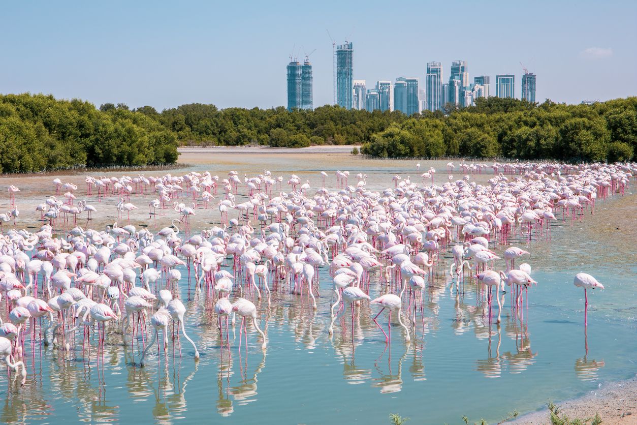 Berikut ini rekomendasi tempat wisata hidden gem anti mainstream di Dubai, salah satunya Kawan Puan bisa melihat flamingo di Ras Al Khor.