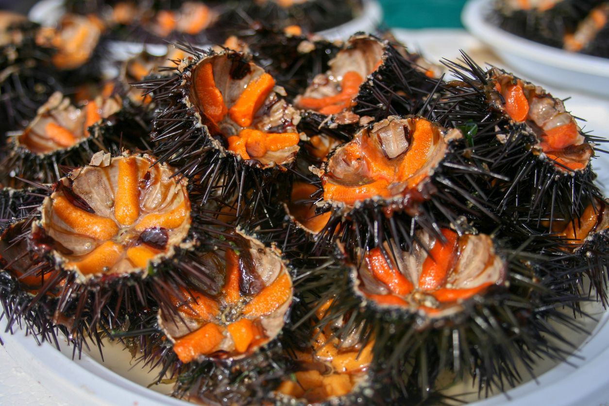 Berikut ini berbagai manfaat bulu, makanan laut tinggi nutrisi yang kini sedang viral di TikTok, salah satunya meningkatkan imunitas