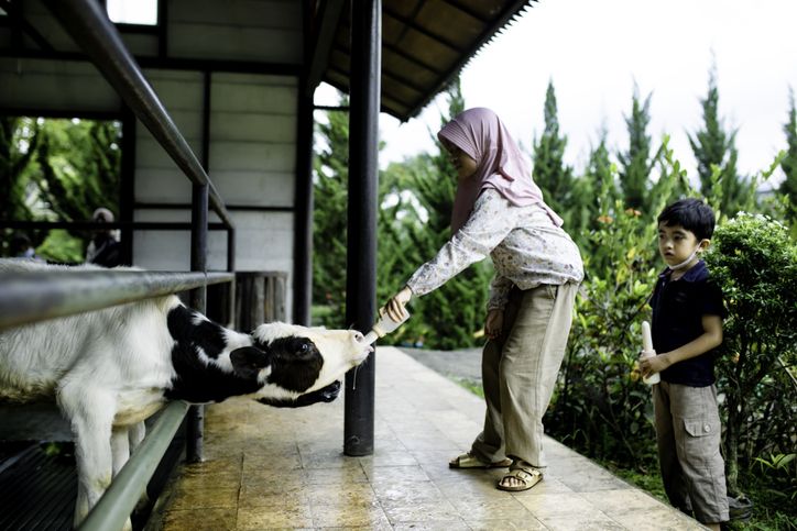 Saat mengajak anak berlibur, menentukan destinasi wisata ramah anak menjadi hal utama. Berikut ini rekomendasi tempat wisata ramah anak di Indonesia.