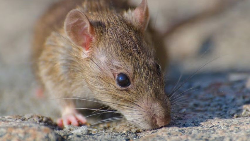 Bahaya untuk kesehatan, berikut ini lima penyebab tikus sering masuk rumah.  Mulai dari makanan hingga cuaca.