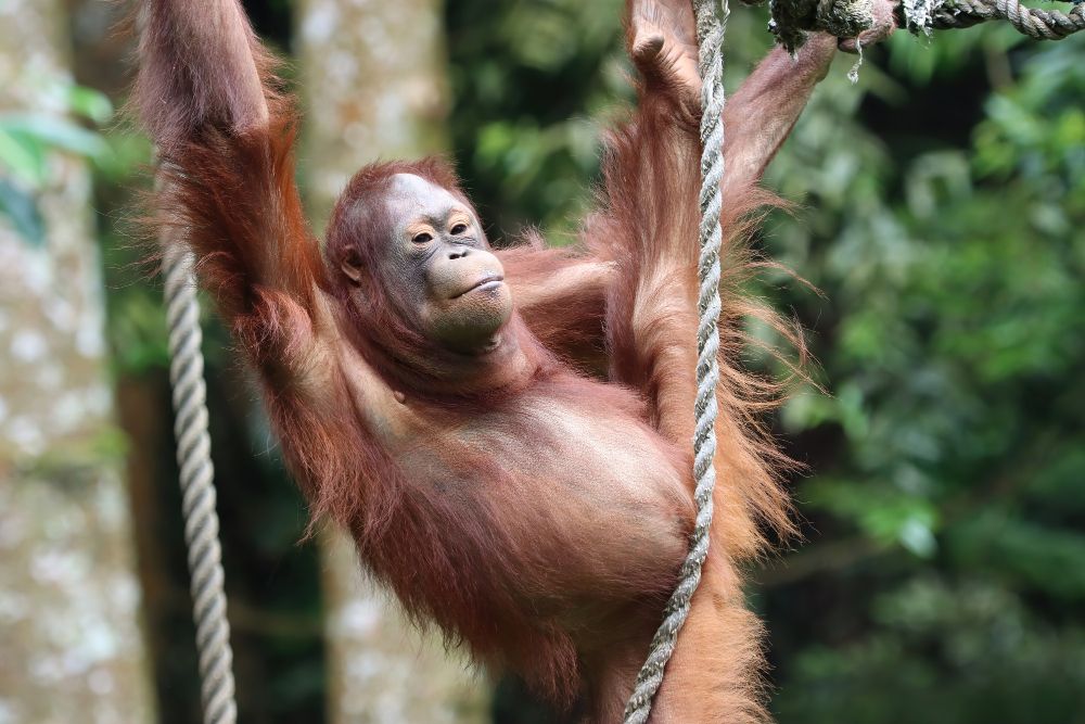 Hari Orangutan Sedunia, berikut ini tiga area konservasi orangutan di Indonesia. Ada Taman Nasional Gunung Leuser.