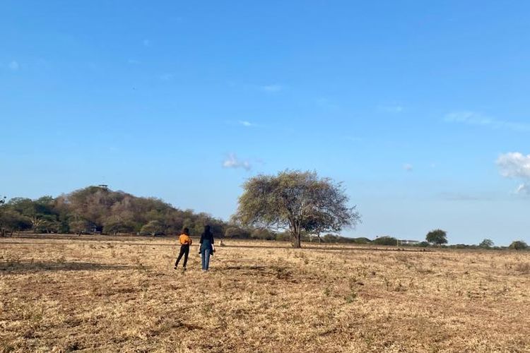 Berikut ini 5 tips berkunjung ke Taman Nasional Baluran di Situbondo yang mirip padang sabana di Afrika