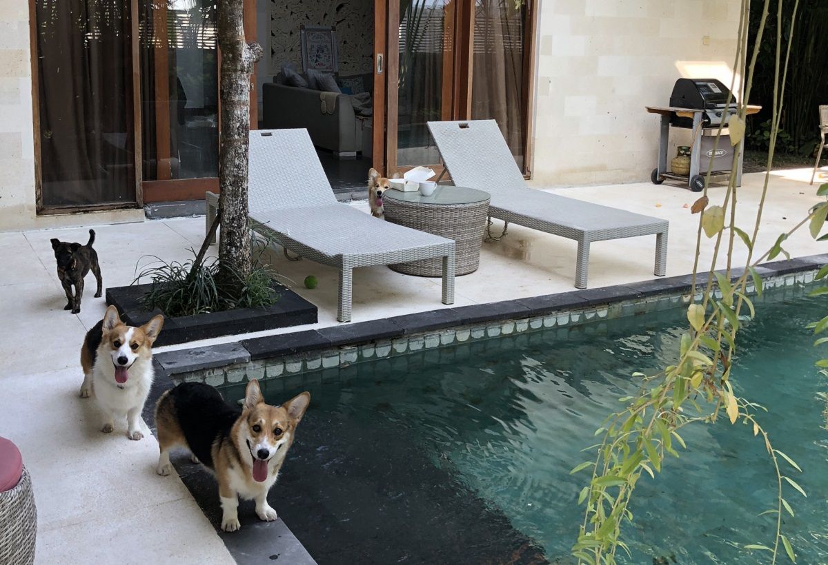 Tak perlu meninggalkan anabul kesayangan, ini dia lima rekomendasi penginapan Airbnb yang ramah hewan peliharaan,