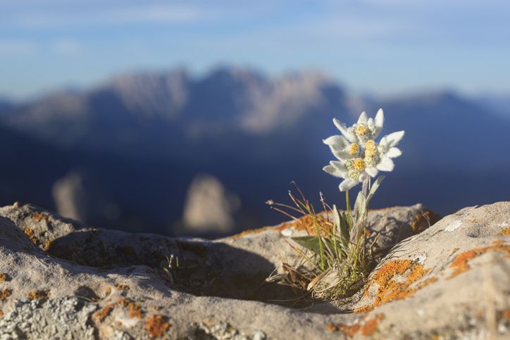 Identik dengan ketinggian puncak Gunung Bromo, apa makna bunga Edelweiss? Yuk, simak informasinya dan kepada siapa sebaiknya bunga ini diberikan!