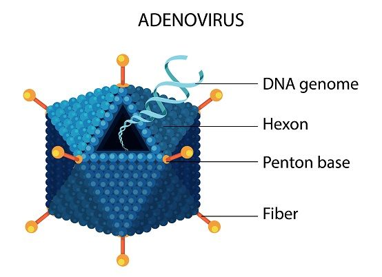 Mengenal apa saja gejala adenovirus, virus yang menyerang anak kedua Nagita Slavina, dan Raffi Ahmad, Rayyanza Malik Ahmad atau Cipung.