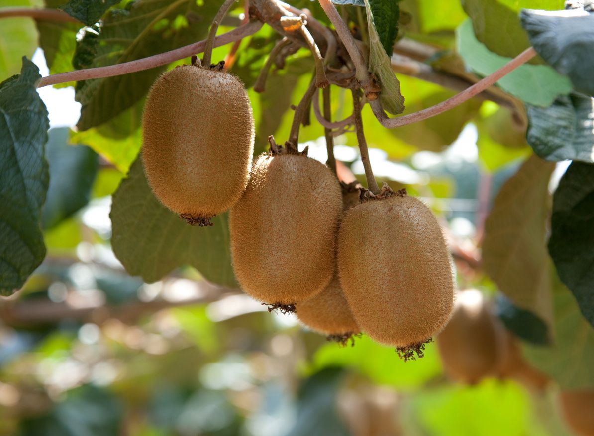 Tips memilih buah kiwi untuk diolah menjadi kue dan salad, bisa cek bagian kulit hingga cium aromanya.