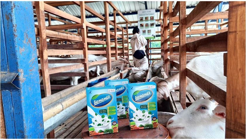 Kawan Puan yang ingin merasakan manfaat susu kambing etawa untuk kesehatan persendian, Gamamilk dapat menjadi pilihan.