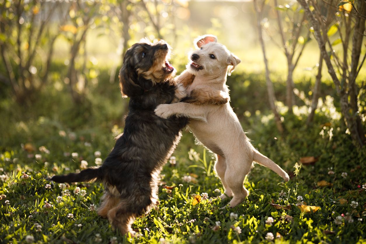 Istilah littermate syndrome memberikan dampak buruk bagi anak anjing yang dibesarkan bersamaan karena membuat rasa ketergantungan yang erat.