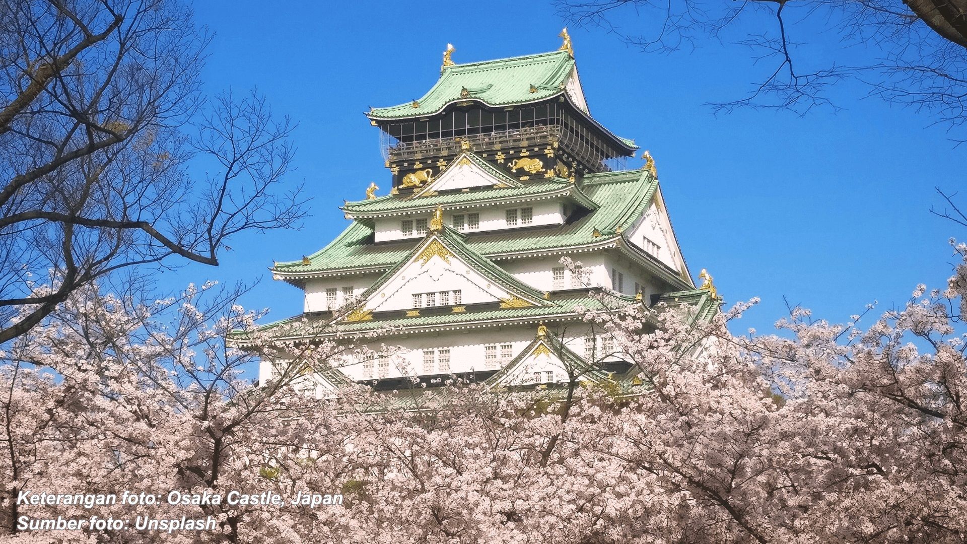 Ingin melihat indahnya bunga mekar, berikut tiga destinasi wisata memukau untuk inspirasi berlibur di musim sakura .