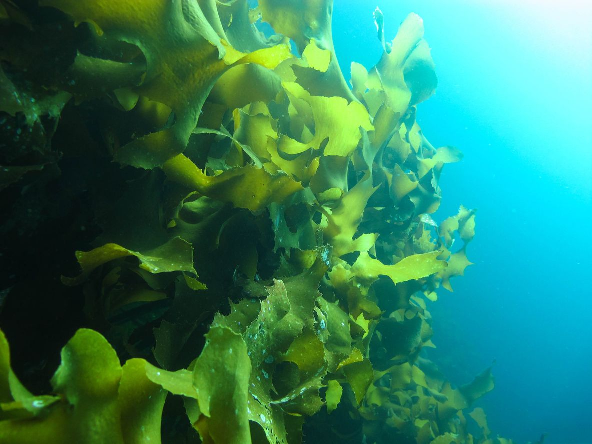 Berikut ini cara kerja rumput laut untuk membantu pertumbuhan rambut, karena punya kandungan omega-3, vitamin A, dan C.