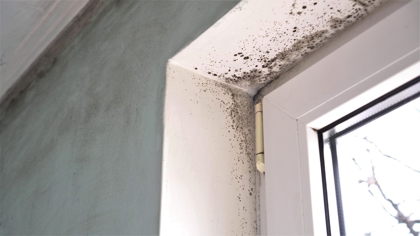 Jamur bisa tumbuh pada berbagai tempat di rumah, terutama tempat-tempat lembab, berikut adalah tempat yang harus diwaspadai.