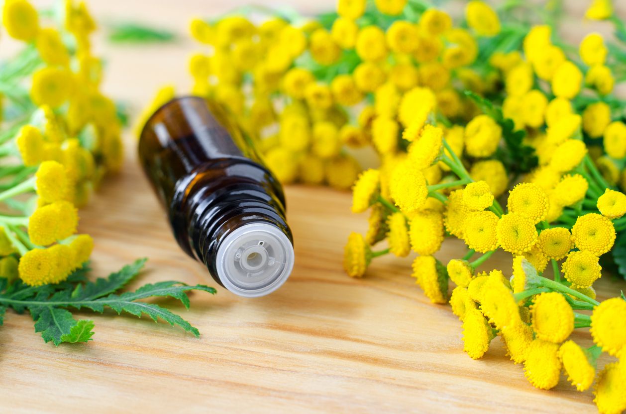 Berikut ini penjelasan apa itu  blue tansy dan manfaatnya yang jadi bahan skincare viral di TikTok. Simak selengkapnya.