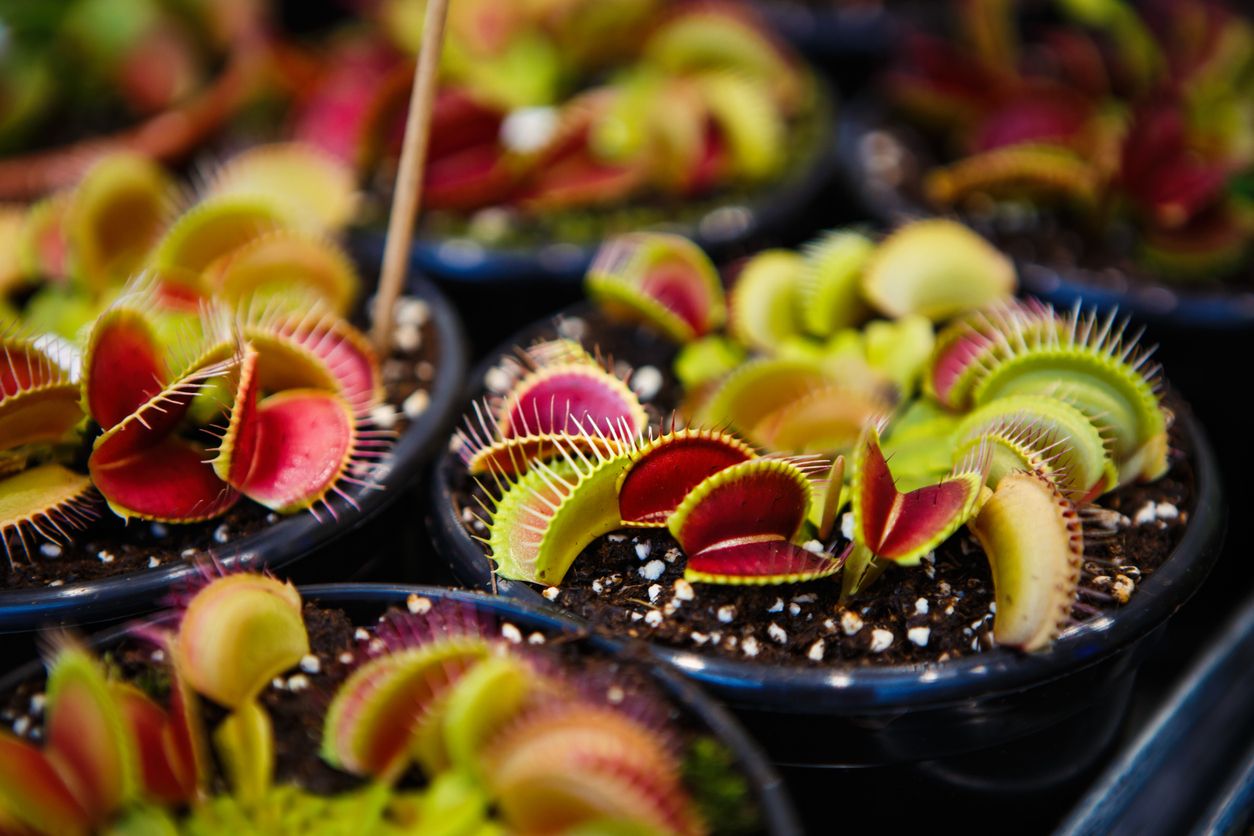 Tanaman Venus Flytrap yang bentuknya unik ini sedang viral di TikTok dan bisa membantu mengatasi gangguan serangga.