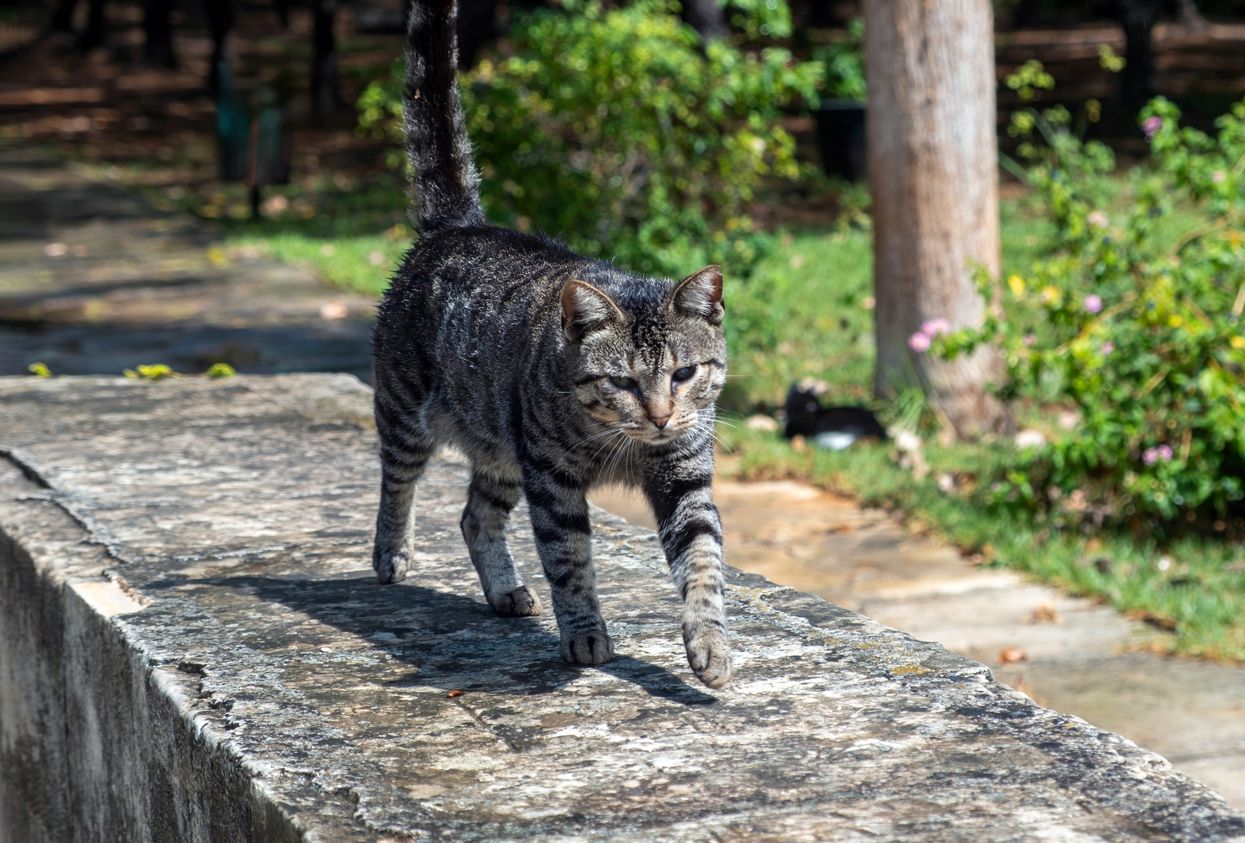 Kucing liar kerap mengganggu datang ke rumah? Ternyata ini tiga alasannya yang bisa Kawan Puan catat.