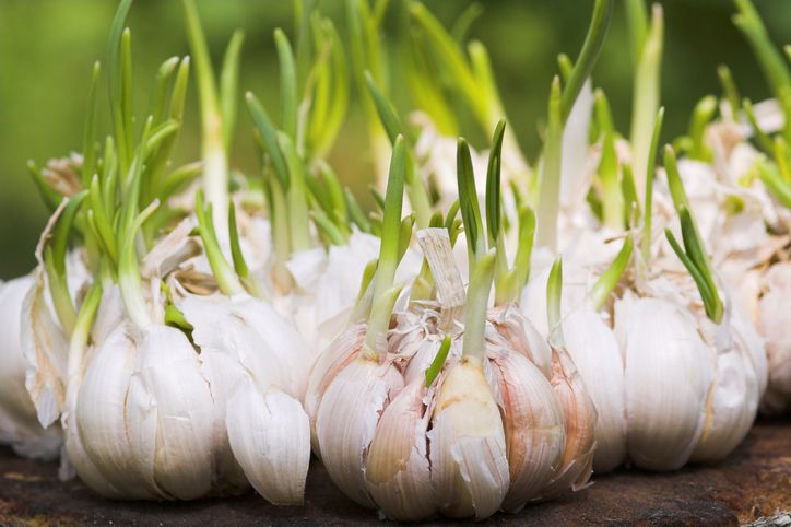 Jangan salah, tanaman bawang putih ternyata juga bisa ditanam di pot. Penasaran? Berikut langkah-langkahnya.