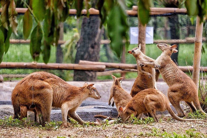 Kawan Puan ingin mengajak keluarga untuk berkunjung ke Solo Safari, berikut rincian harga Solo Safari 2024.