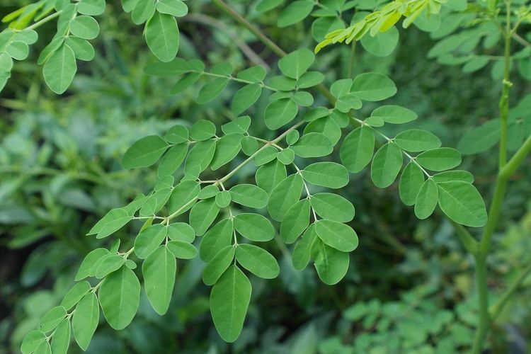 Begini cara menanam tanaman kelor di dalam pot. Kelor mengandung banyak vitamin dan mineral yang lebih baik dari jeruk dan pisang.