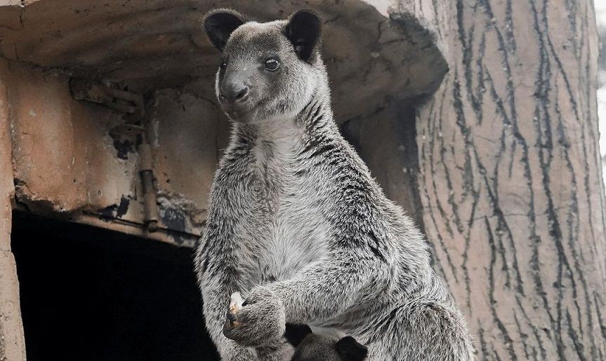 Ingin berkunjung ke Lembang Park & Zoo, berikut beberapa informasi yang perlu kamu tahu. Mulai dari jam operasional dan harga tiket.