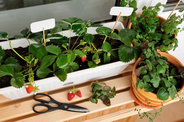 Tinggal di daerah panas tapi ingin menanam stroberi? Solusinya menanam di dalam pot. Berikut cara dan tips merawatnya!