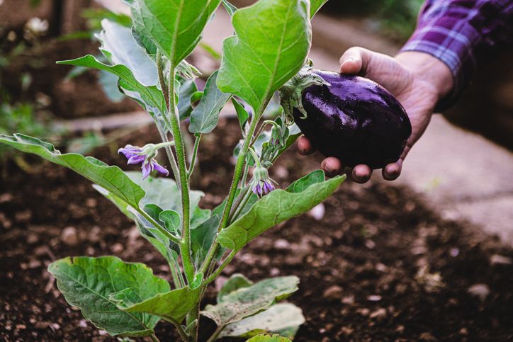 Berikut jenis tanaman sayur yang bisa tumbuh dengan sedikit air. Cocok ditanam saat kemarau tiba, simak!