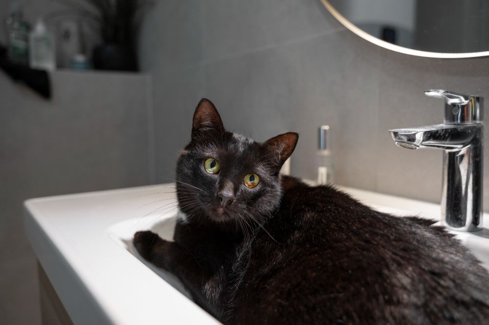 Pencinta kucing perlu tahu, ternyata ini alasan mengapa kucing peliharaan senang berada di kamar mandi!